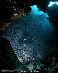 Jacks swimming through a school of silversides. Photograp... by Ellen Cuylaerts 
